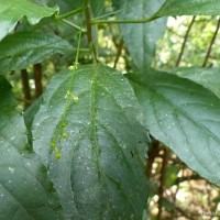Micrococca oligandra (Müll.Arg.) Prain